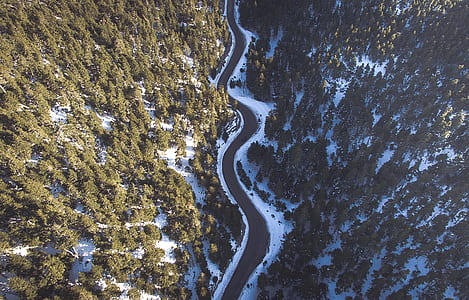 bird's eye view of road surrounded by trees thumbnail