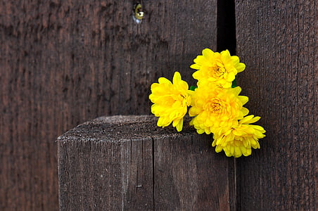 yellow flowers on stomp thumbnail