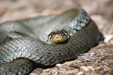 macro shot photography of gray and black snake thumbnail
