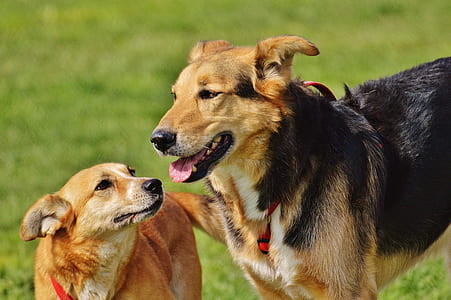 close-up photography of short-coated tan and black dogs thumbnail