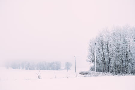 trees covering with snow thumbnail