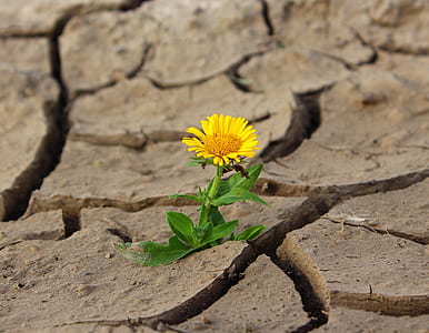 yellow marguerite daisy flower between soil cracks thumbnail
