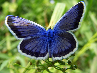 closeup photography of blue and white butterfly on leaf thumbnail