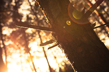 Sunlights vs. Tree thumbnail