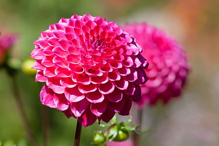 selective focus photography of pink dahlia flowers thumbnail
