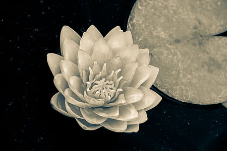 white lily closeup photography thumbnail