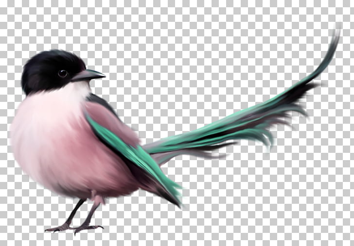 Bird Parrot Hand Drawn Sparrow Png Clipart Free Cliparts Uihere