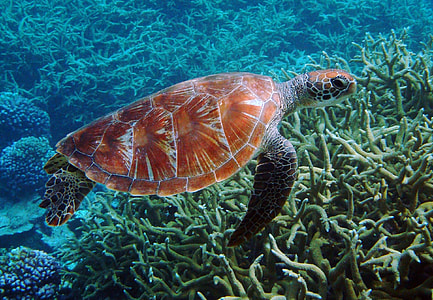 brown and black turtle under body of water thumbnail