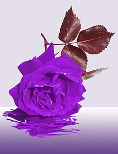 purple rose flower thumbnail
