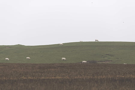 white cattle on green grass field under cloudy sky at daytime thumbnail
