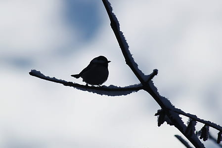 silhouette of bird perching on tree branch thumbnail