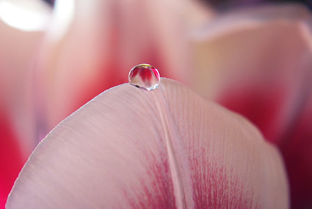 pink flower petal photography thumbnail