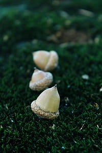Three White Walnuts thumbnail