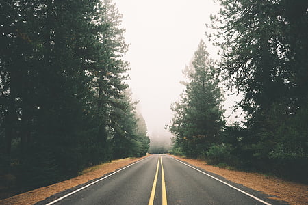 tall green trees beside road thumbnail