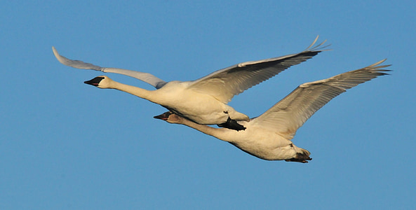two geese flying on air thumbnail