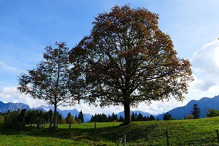 two trees at the field during day thumbnail