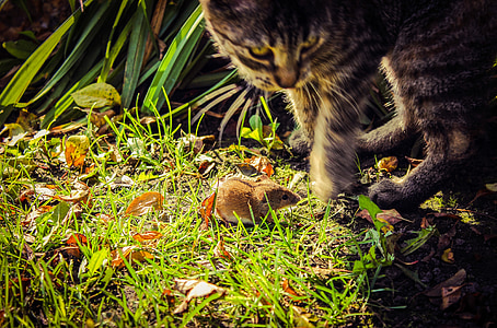 brown tabby kitten standing near brown mouse on grass field near linear green leafed plants thumbnail