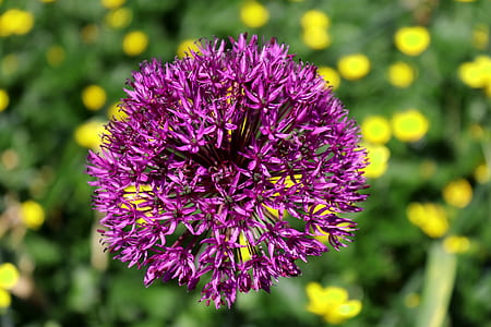 purple flower thumbnail
