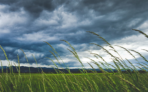 green grass field under gray sky thumbnail
