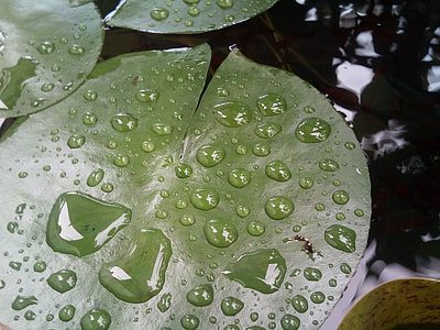 Lotus Leaf, Drops Of Water thumbnail