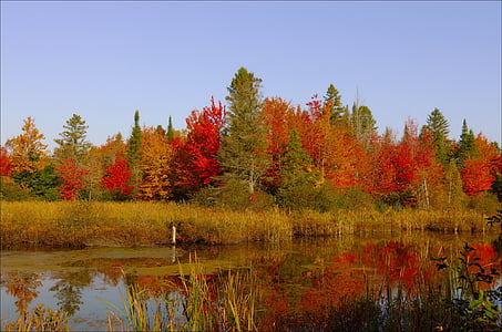 green leaf trees thumbnail