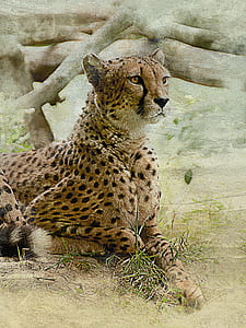 leopard beside plant thumbnail