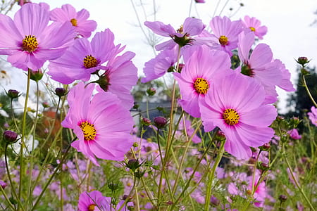 Pink cosmos flowers grows in a field. thumbnail