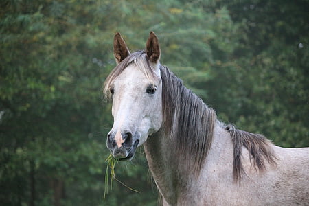 white horse during daytime thumbnail