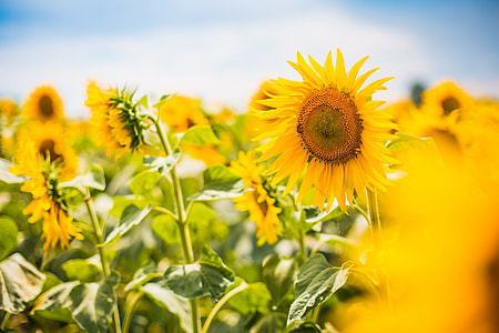 Big Colorful Sunflower with a Honeybee thumbnail