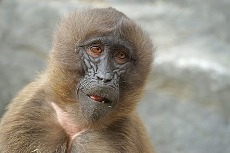 primate photo thumbnail