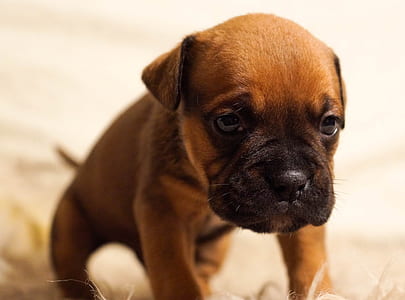 red Bullmastiff puppy thumbnail