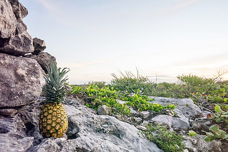 brown pineapple on top of gray rock thumbnail