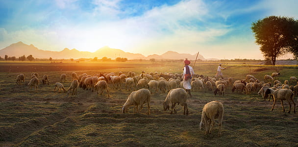 White Sheep on Farm thumbnail
