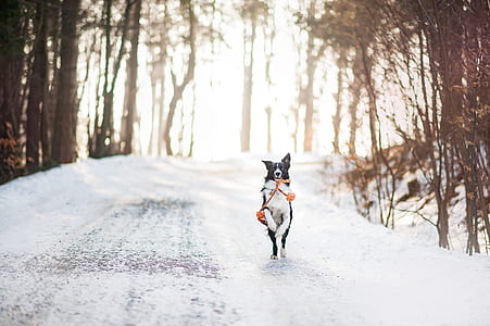 adult white and black border collie running on snow covered ground thumbnail