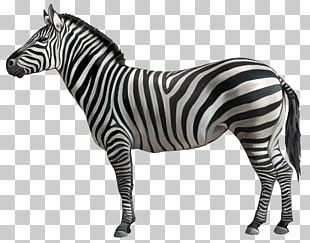 Zebra , Zebra , black and white zebra PNG clipart