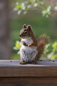 brown squirrel thumbnail