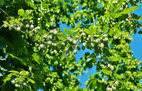 green leafed trees thumbnail