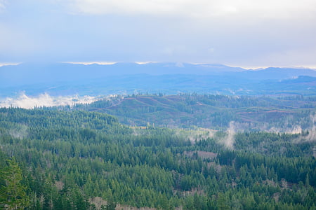 green trees during daytime thumbnail