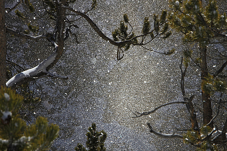 photograph of falling snow on green leaf trees thumbnail