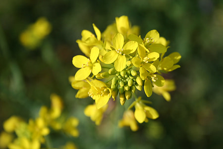 yellow flowers thumbnail
