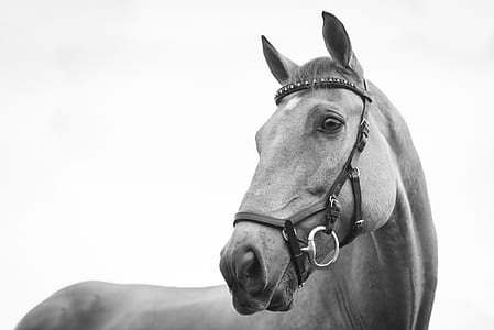 gray scale photo of horse thumbnail