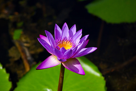 closeup photography of purple water lily flower during daytime thumbnail