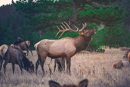 brown moose in front of hyena thumbnail