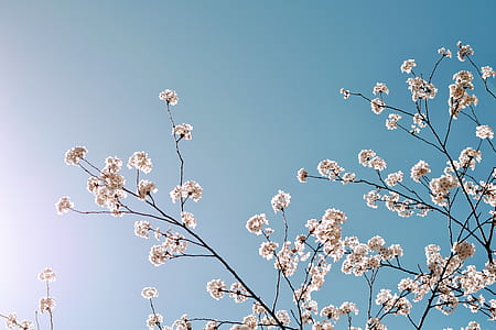 worm's eye view of white leafed tree under clear blue sky thumbnail