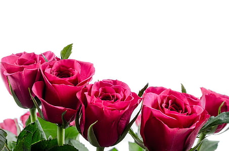 five red rose flowers thumbnail