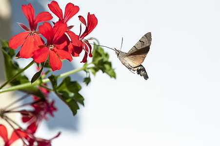 brown moth on red flower thumbnail