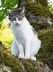 white and gray cat on tree during daytime thumbnail