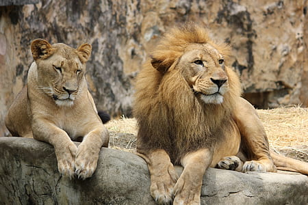 photo of lioness and lion lying on rock thumbnail