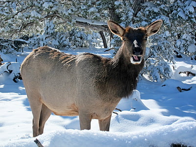 close-up photo of brown deer on snow field thumbnail