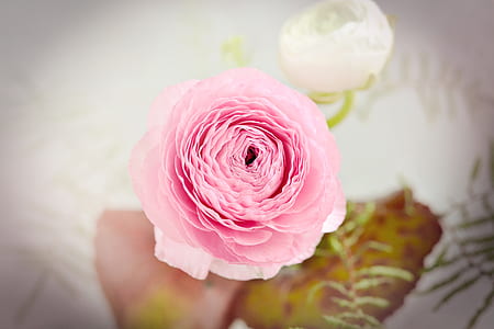 selective focus photography of pink Ranunculus flower thumbnail